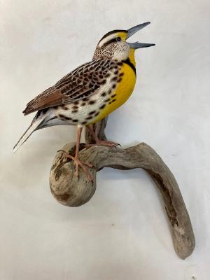 Life size Meadowlark #1  SOLD