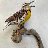 Life size Meadowlark #1  SOLD