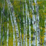 birch 7