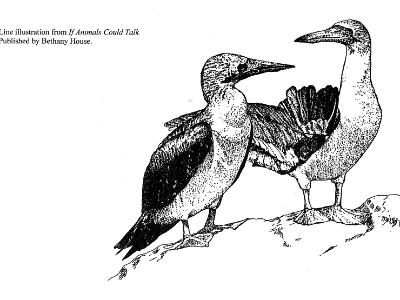 Blue-footed Booby Blue-footed Booby