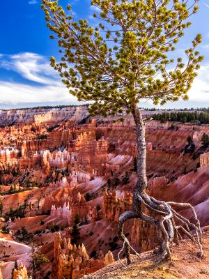 Tree Clings to Bryce Canyon Rim Tree Clings to Bryce Canyon Rim