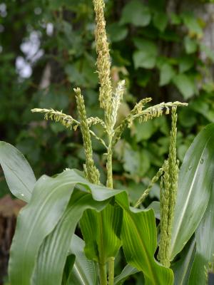 Corn in the Making