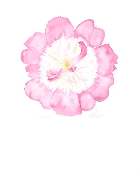 Pink Sorbet Peony