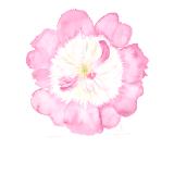 Pink Sorbet Peony
