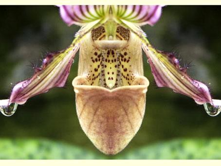 Water Drop and Orchid