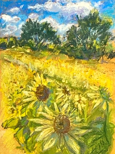 Sunflower Field 