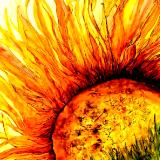 Italian Sunflower