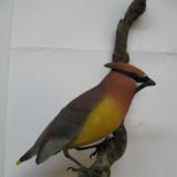 Cedar Waxwing #3  SOLD