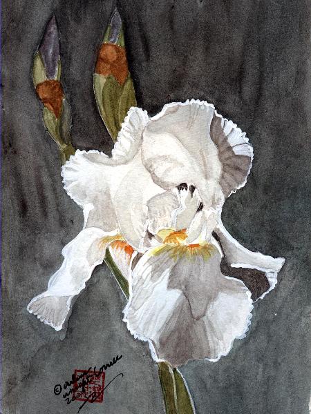 Arlene's White Iris