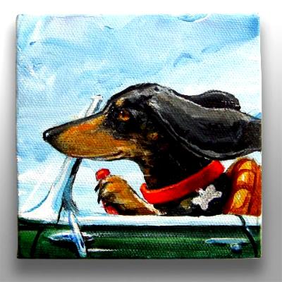 DRIVING DACHSHUND ON PACIFIC COAST HIGHWAY