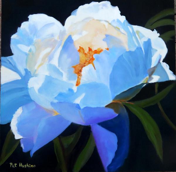 White Peony - oil - 20x20 SOLD