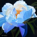 White Peony - oil - 20x20 SOLD