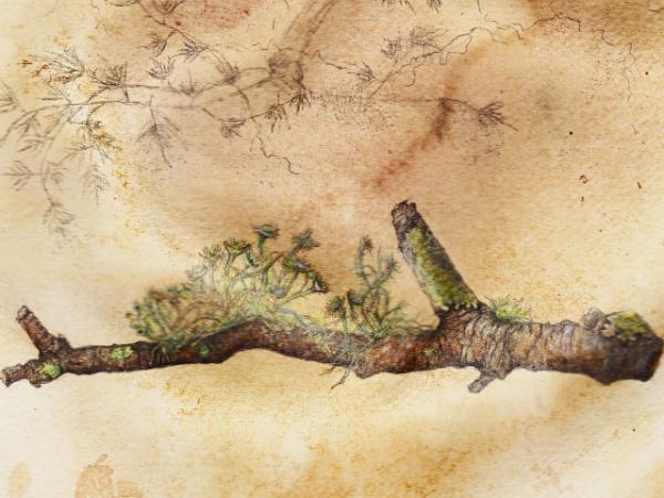 Stick with lichen