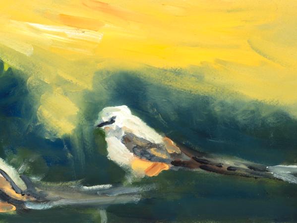 Scissor-Tailed Flycatchers