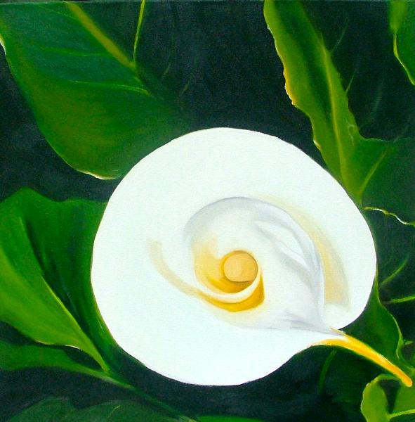 Cala Lily