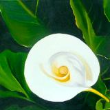 Cala Lily