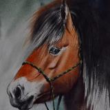 The beauty of the Norwegian Fjord horse, 38cm x 28cm, 2020