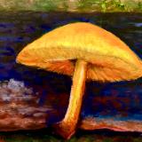 Large yellow mushroom 