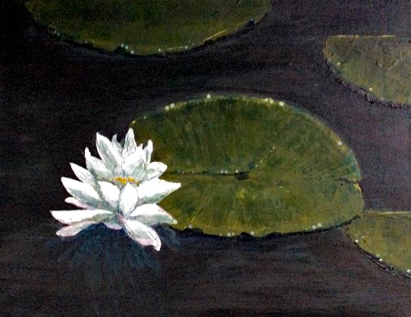 Lily Pad