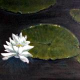 Lily Pad