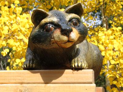Racoon Racoon