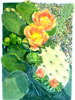 Blooming Prickly Pear Cactus