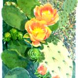 Blooming Prickly Pear Cactus