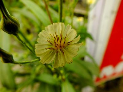 yellow flower 2