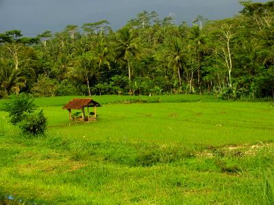 rice field rice field