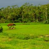 rice field