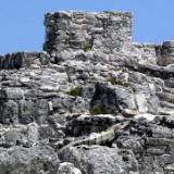 iguana basks amoung the ruins