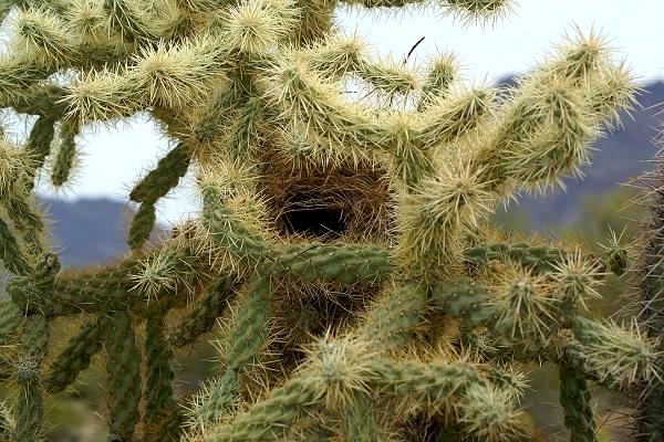 Home Sweet Predator Free Home