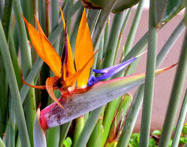 Bird of Paradise