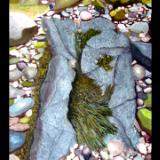  Bay of Fundy Rocks 