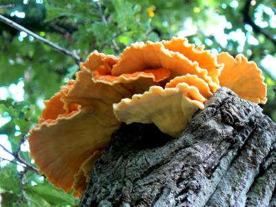 Tree Fungi