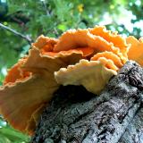 Tree Fungi