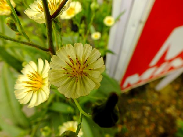 yellow flower