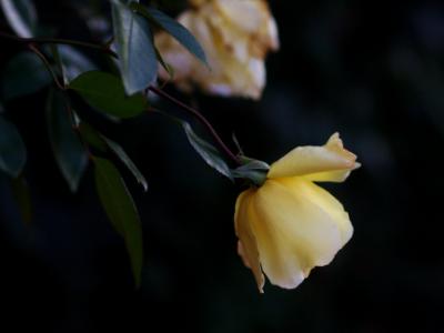 Yellow Rose