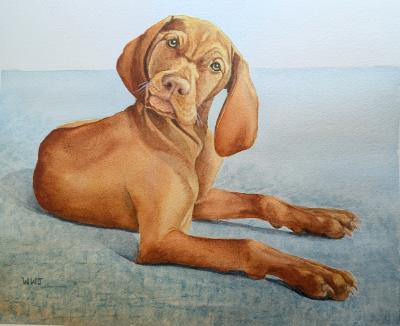 Vizsla on Blue
