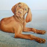 Vizsla on Blue
