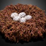 Sanctuary: Nest for Many