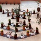 Cactus Garden