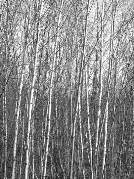 Birch Woods