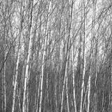 Birch Woods