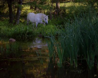 Percheron at Waters Edge Percheron at Waters Edge