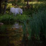 Percheron at Waters Edge