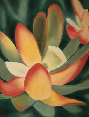 "Leucadendron" "Leucadendron"