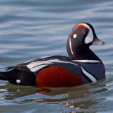 Harlequin Duck