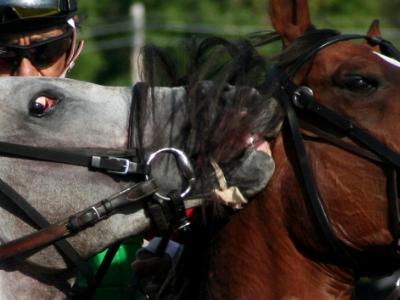 Racehorse Blues 2 Racehorse Blues 2