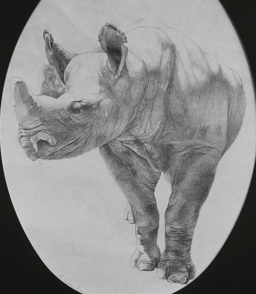 Rhino